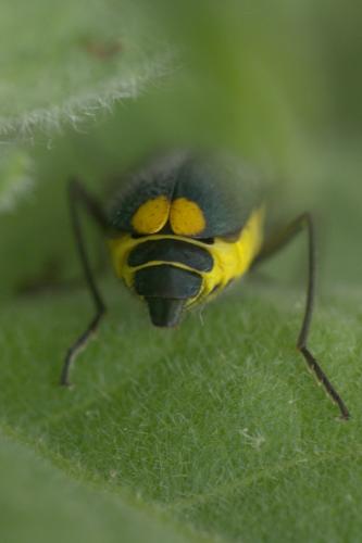 Réf. 259 600 : Clanoptilus elegans